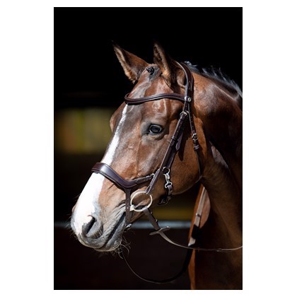 Harry\'s Horse Bridle Release