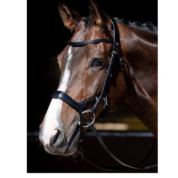 Harry\'s Horse Bridle Release